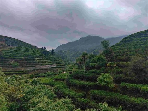 潮州市30個鎮、茶區納入地理標志產品保護范圍