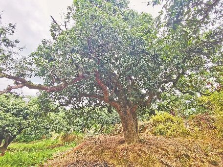 揭陽惠來17萬多畝荔枝豐收在望